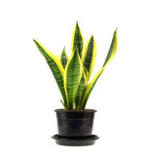 Snake Plant air purification & health benefits