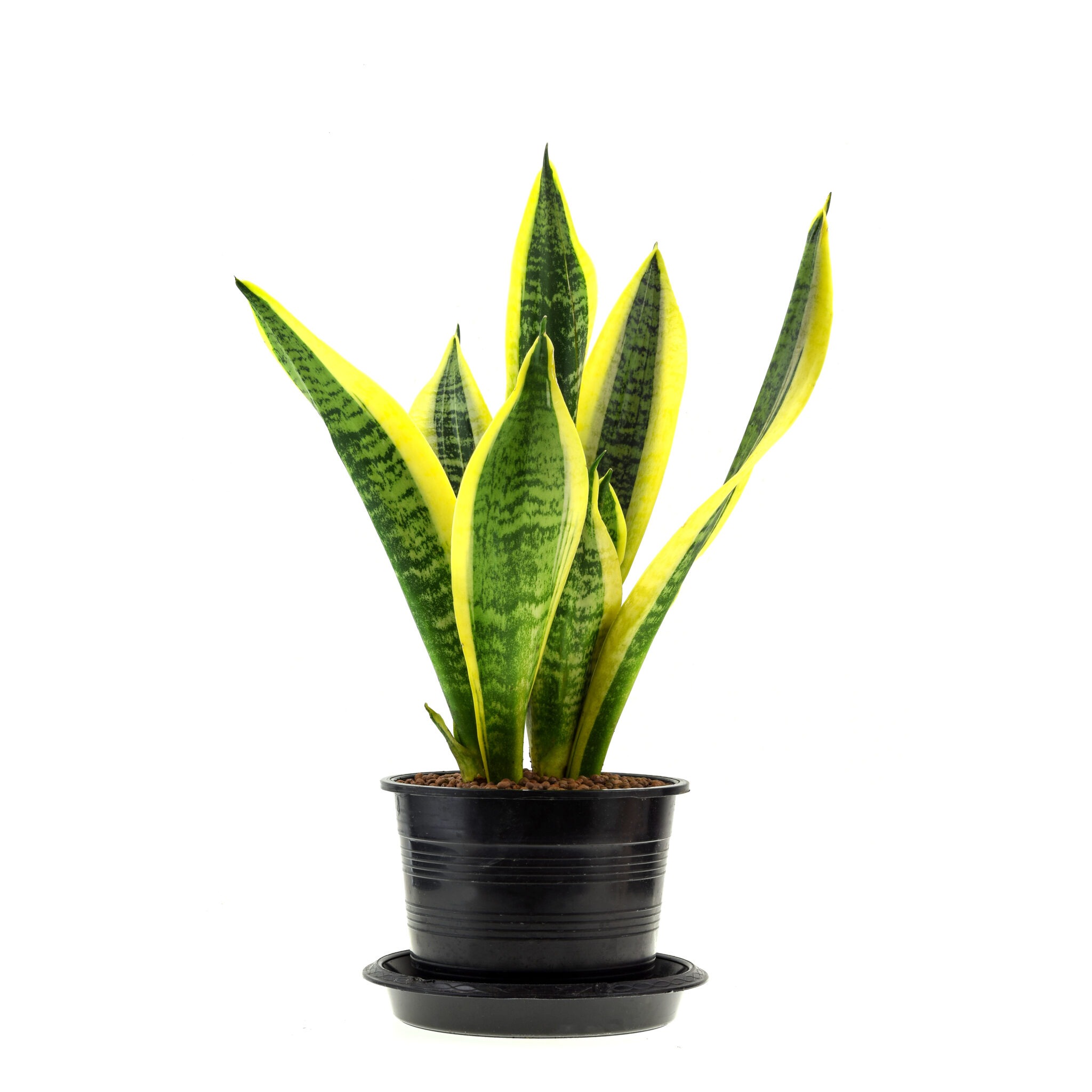 Snake plant benefits