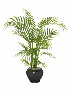 Areca Palm Health Benefits and air purification