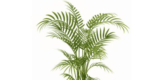 Areca Palm Health Benefits