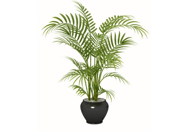 Areca Palm Health Benefits