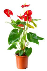 anthurium health benefits & air purification