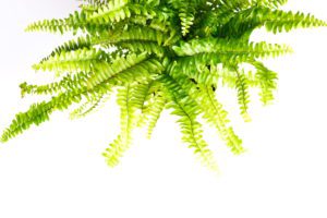 boston fern health benefits and air purification
