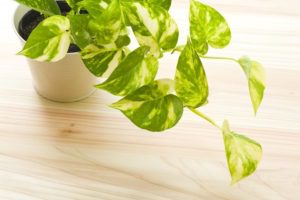 Pothos Plant ( Money Plant) health benefits