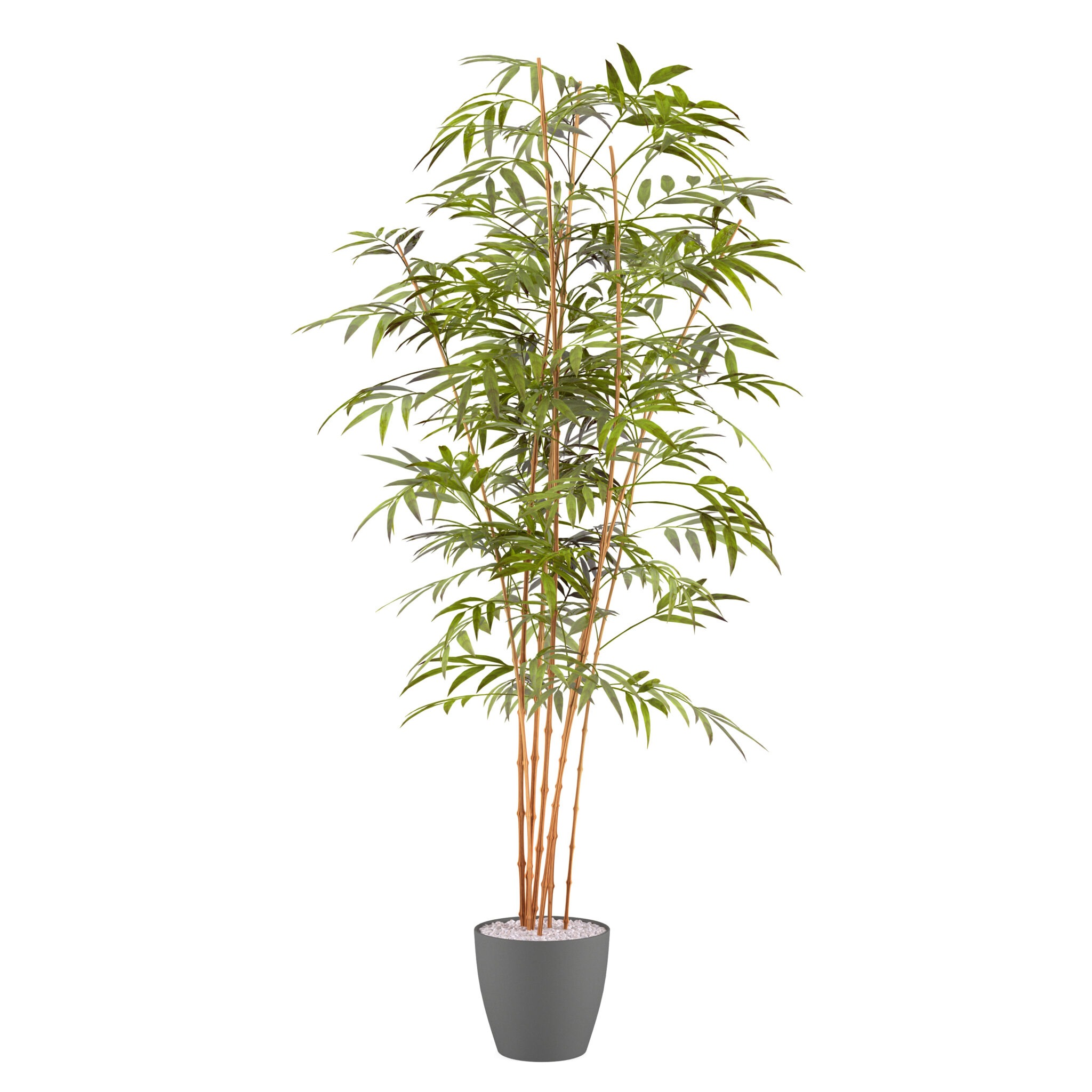 bamboo palm indoor plant