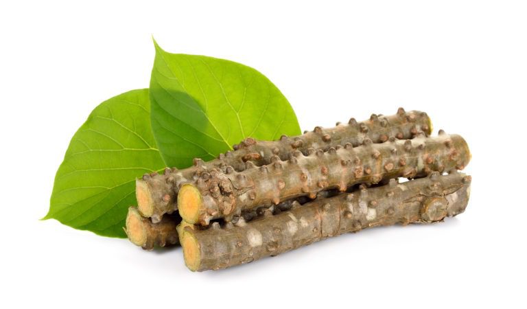 Tinospora cordifolia ( Giloy or Moonseed) : Health benefits and Side effects