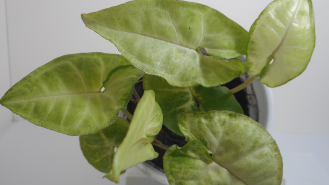 Syngonium as an air purifier