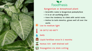 Syngonium plant