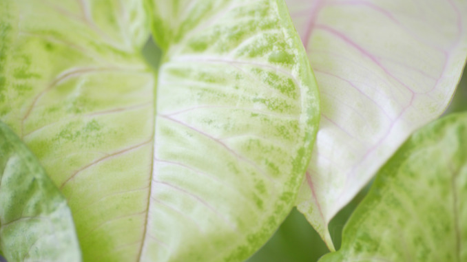 Syngonium plant