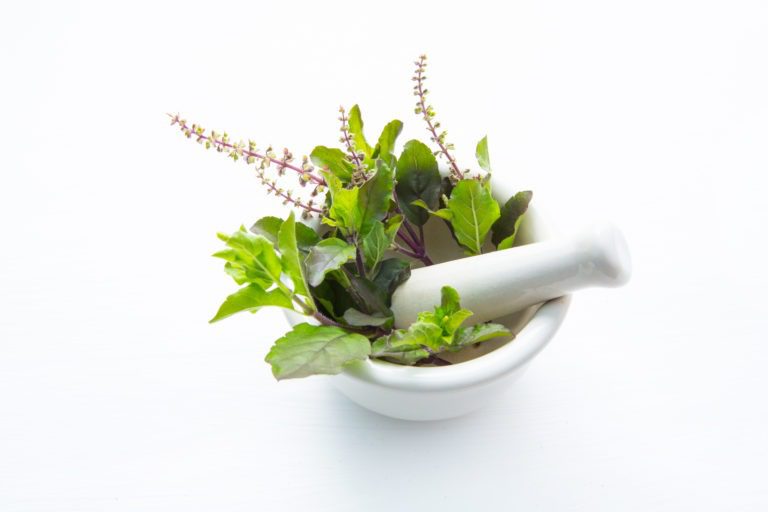 Health benefits and side effects of Holy Basil (Ocimum sanctum L.)
