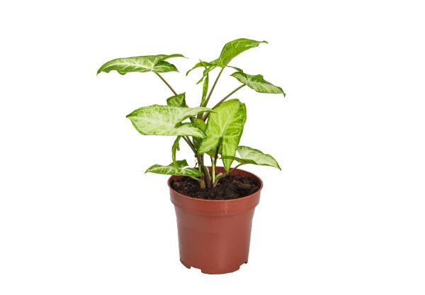 Syngonium plant benefits
