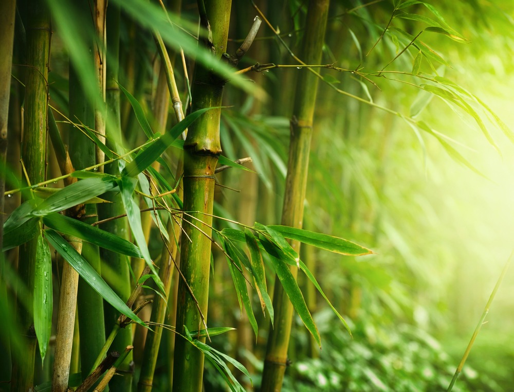 Bamboo Plant health benefits and maintainance