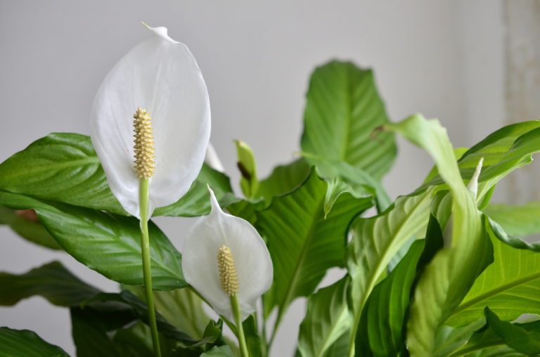 peace lily health benefits and air purification