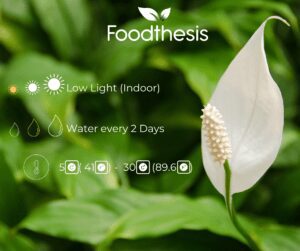 peace lily benefits