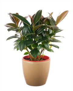 rubber plant health benefits and air purification