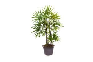 lady palm health benefits and air purification