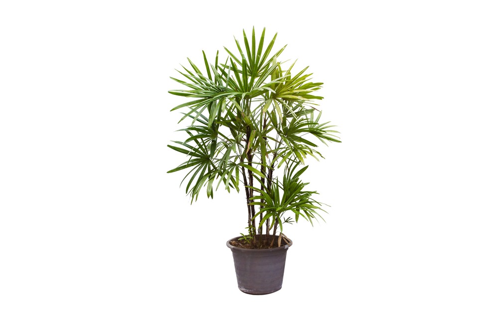 Lady palm indoor