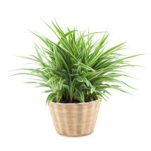 spider plant health benefits & air purification