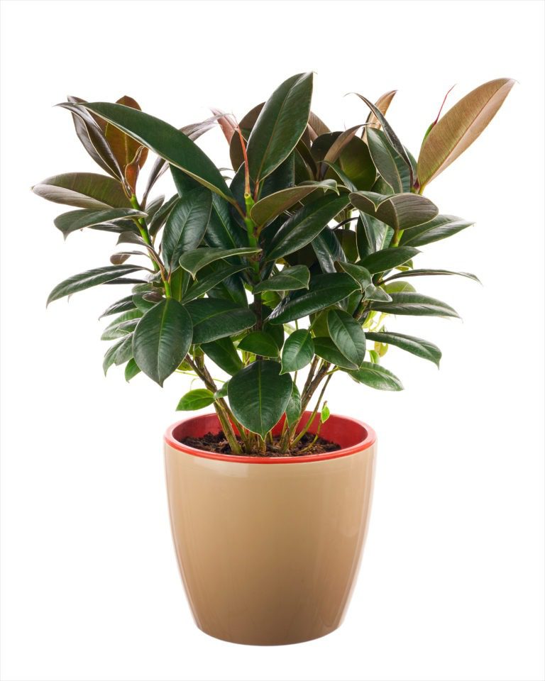 Rubber plant (Ficus elastica): an indoor air purifying plant and health benefits
