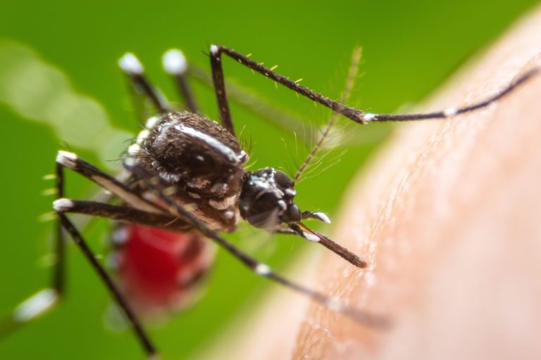 Dengue : Symptoms and Precautions