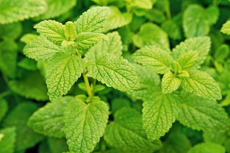 Lemon Balm (Melissa officinalis): Health benefits and Side effects