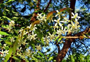 azadirachta indica health benefits