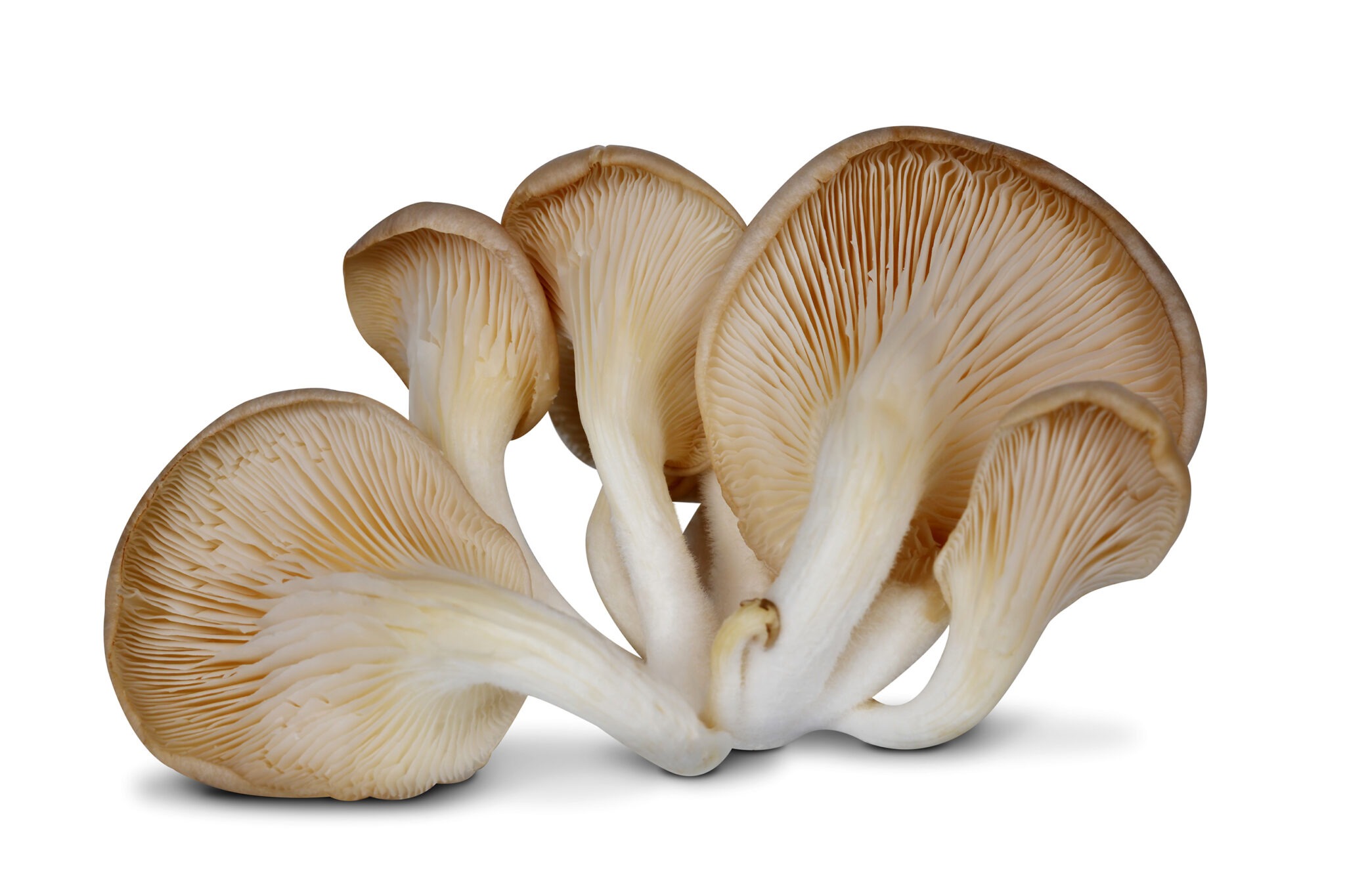 6 Impressive Benefits of Oyster Mushrooms