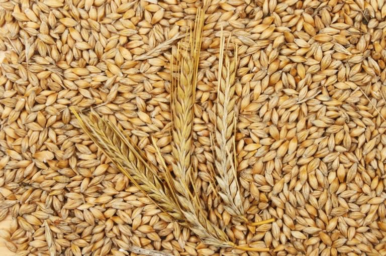 Barley health (Hordeum vulgare) benefits