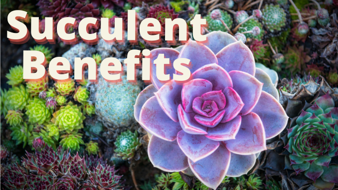 Succulents benefits