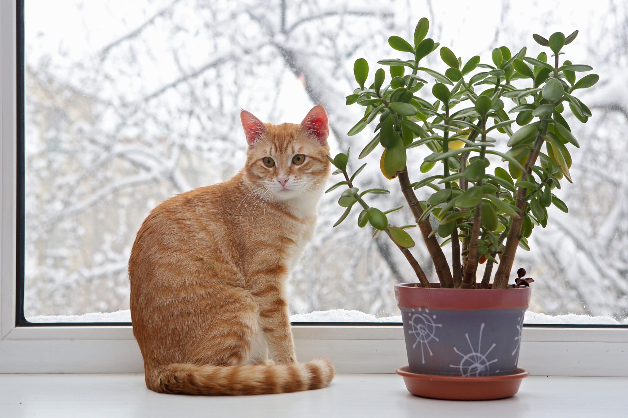 Indoor plants toxic to cats