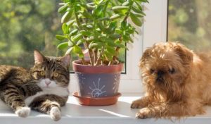 19 toxic indoor plants to pets