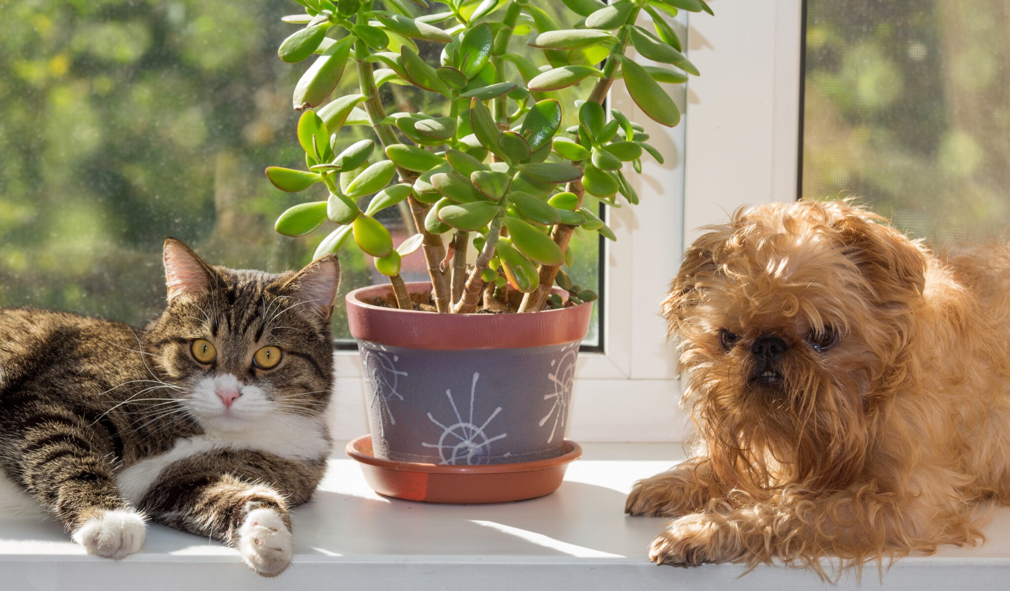 Indoor plants toxic to pets