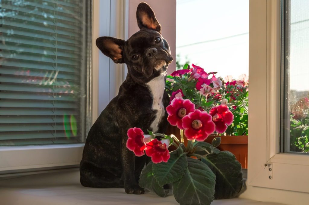 8 Poisonous (Toxic) indoor plants to Dogs - foodthesis.com