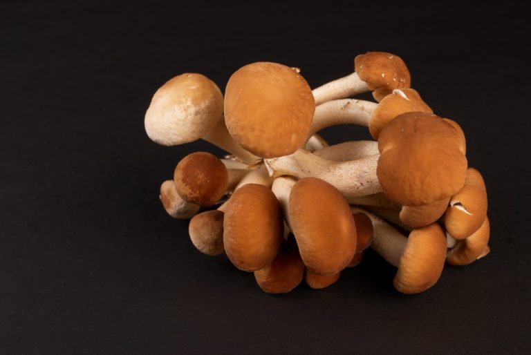 black poplar mushroom