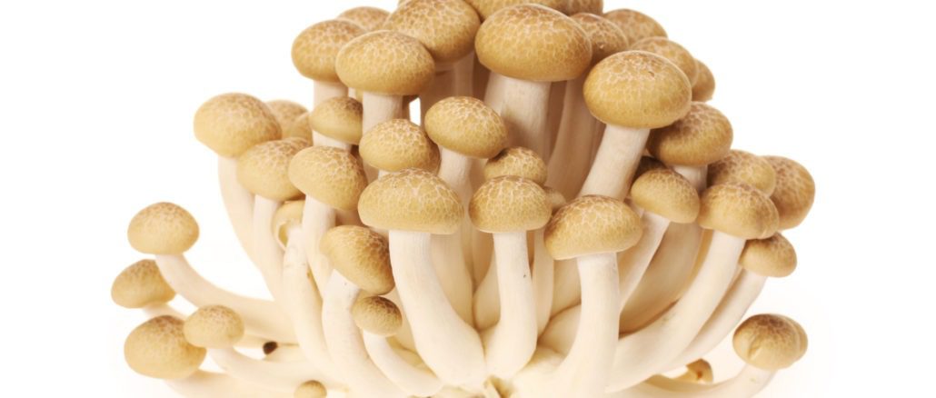 Shimeji mushroom health benefits