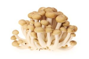 Shimeji mushroom health benefits