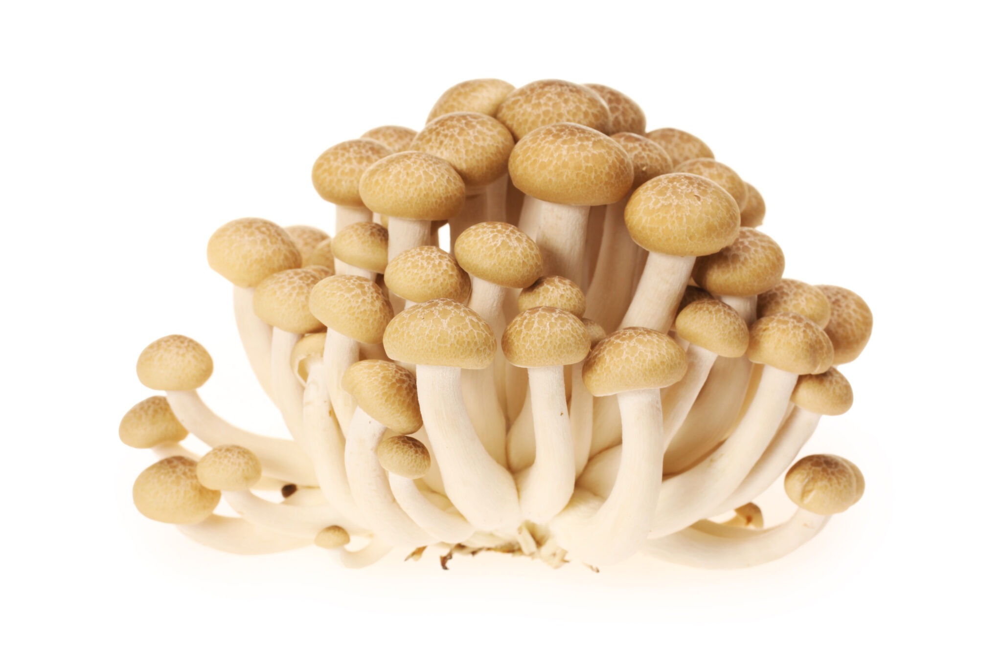 Shimeji mushroom health benefits and side effects - foodthesis.com