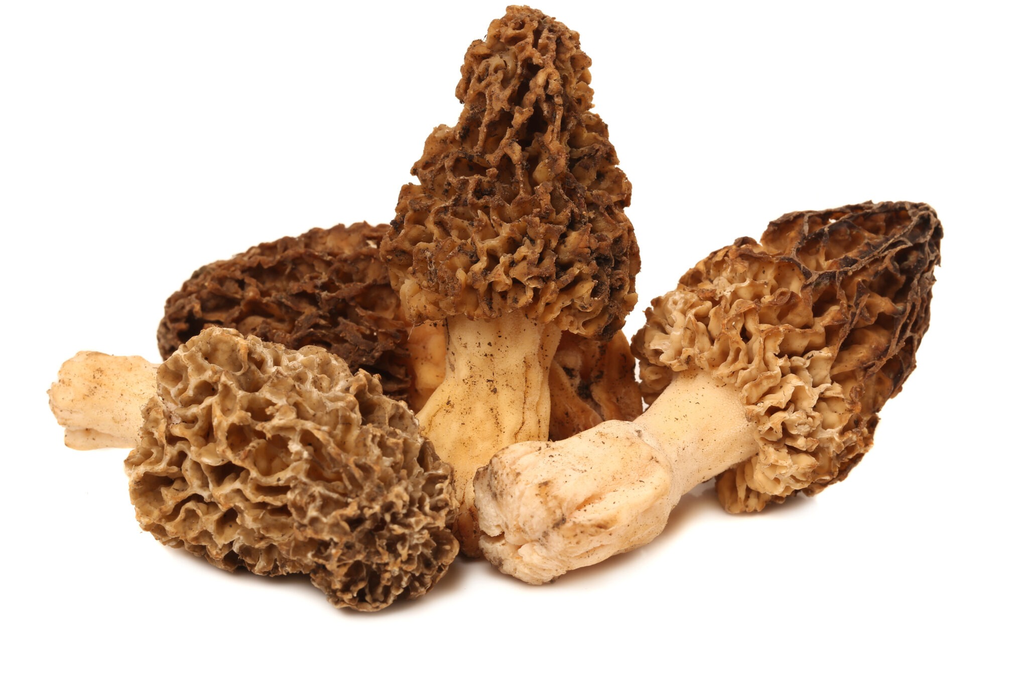 Morel mushroom benefits
