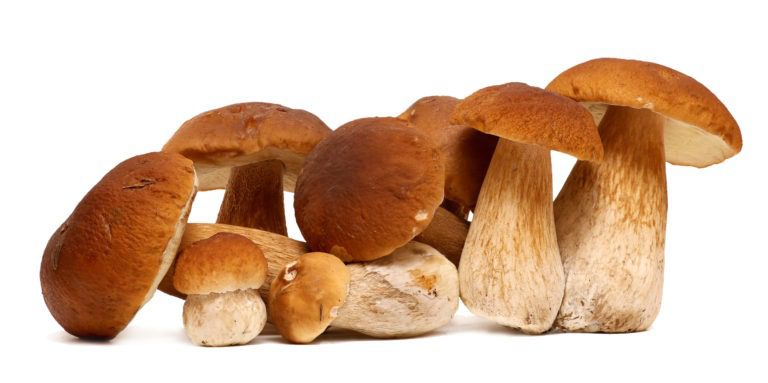 Porcini mushroom health benefits