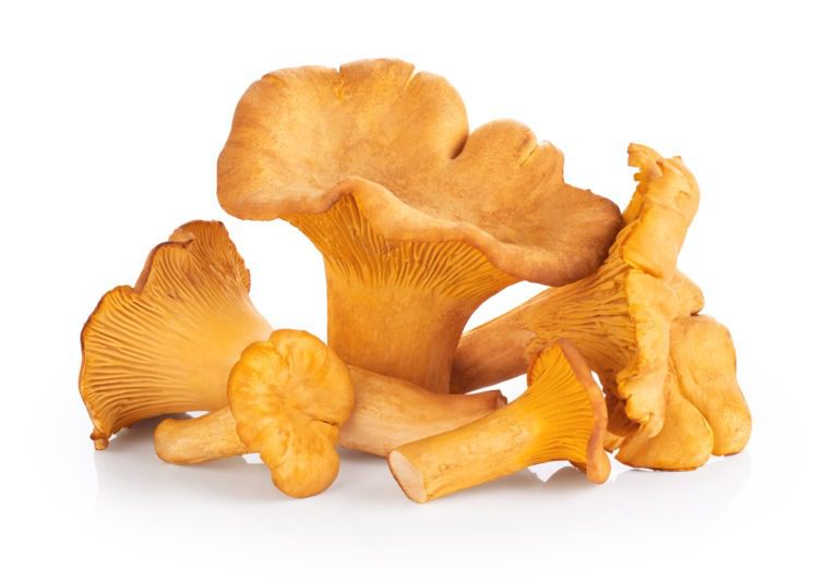 Chanterelle mushroom health benefits