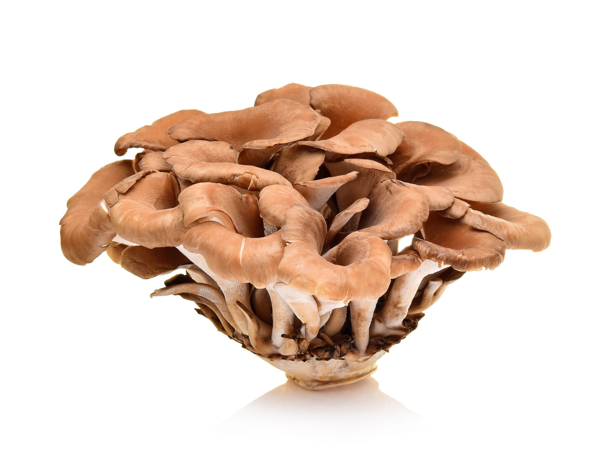 Maitake mushrooms benefits
