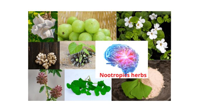 nootropics herbs health benefits