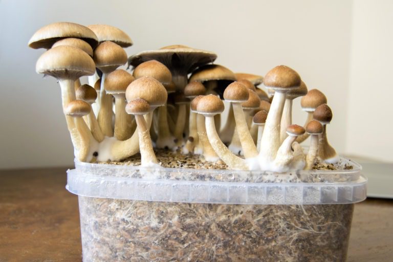 benefits of magic mushrooms
