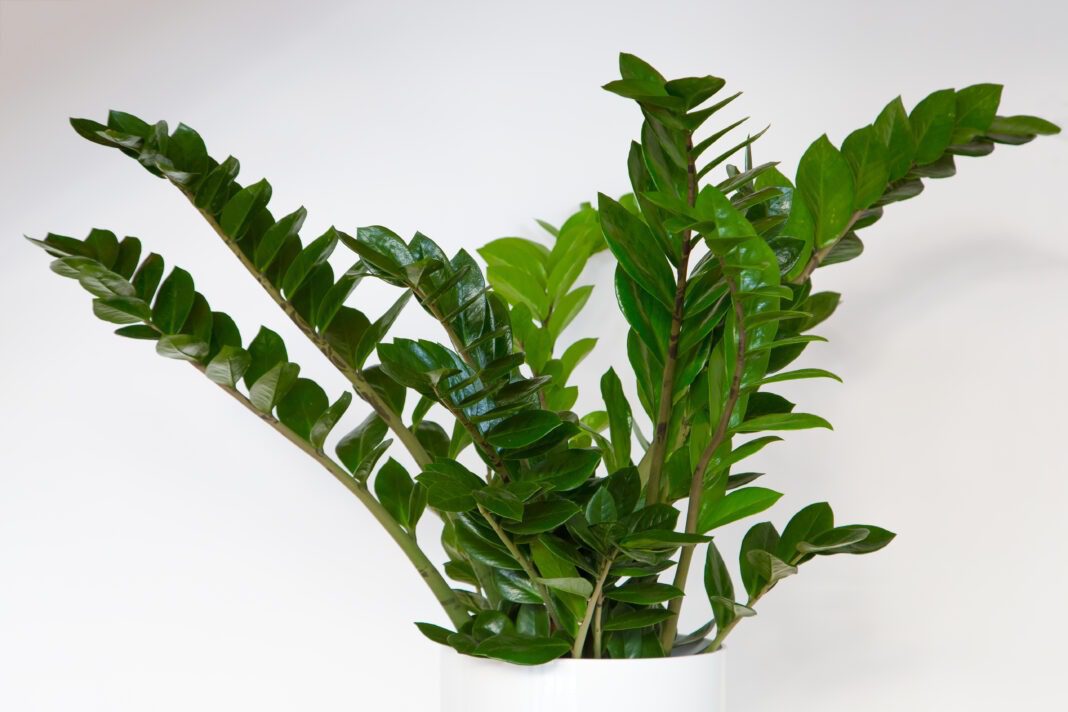 ZZ plant (zamioculcas zamiifolia)