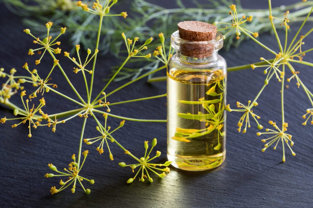 Dill essential oil benefits