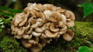 Maitake mushroom for weight loss