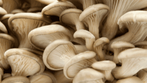 Oyster mushrooms for weight loss
