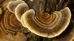 Turkey tail mushroom for weight loss