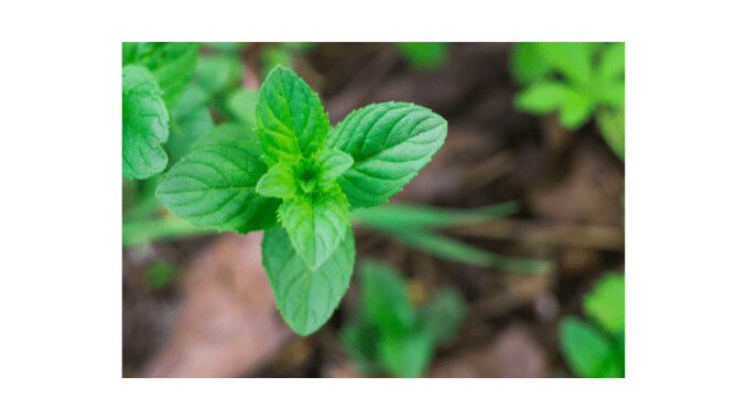 Corn mint benefits