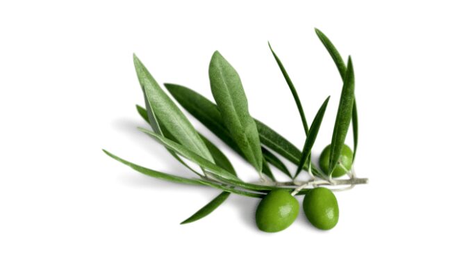 Olive leaves extract side effects